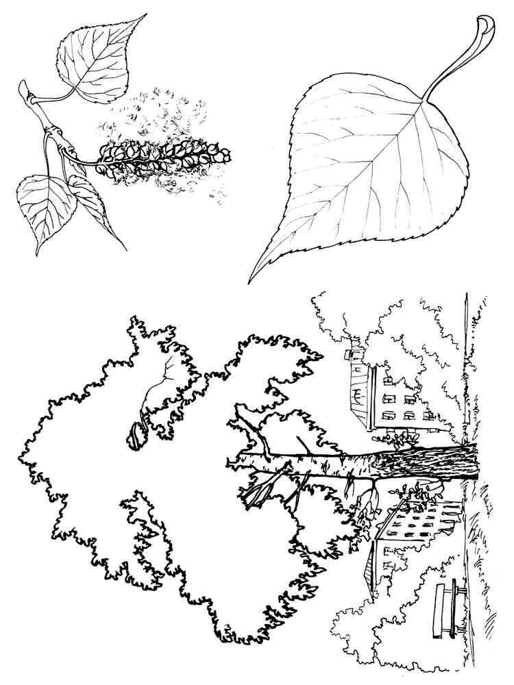 Тополя рисунок для детей
