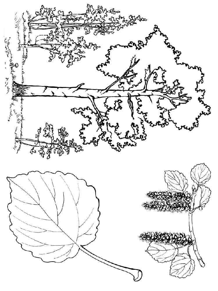 Осина рисунок для детей