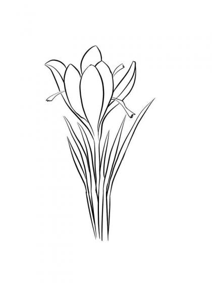 Ausmalbilder Krokus - Malvorlagen Kostenlos zum Ausdrucken