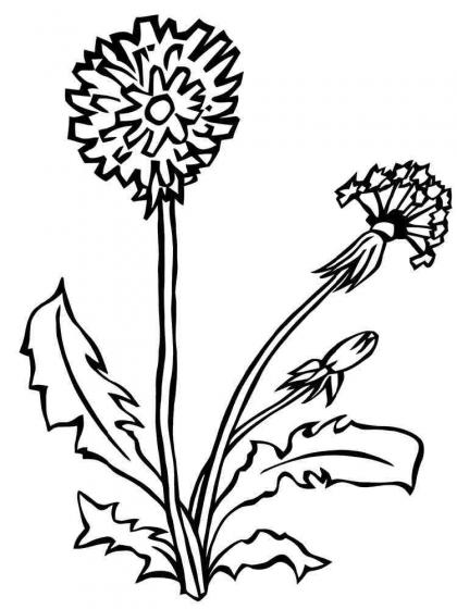  Ausmalbilder Löwenzahn - Malvorlagen Kostenlos zum Ausdrucken Illustration 