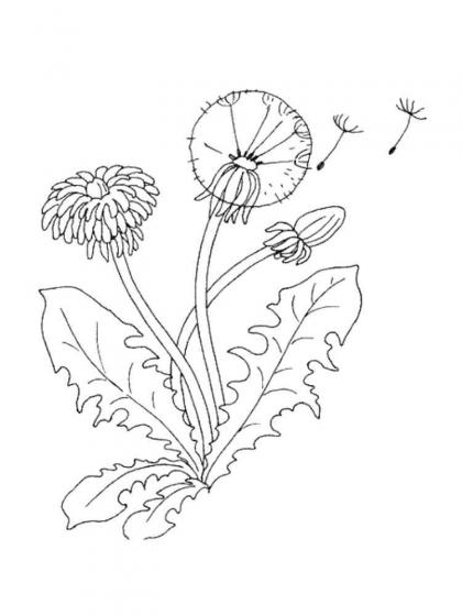 Ausmalbilder Löwenzahn - Malvorlagen Kostenlos zum Ausdrucken