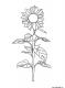 Ausmalbilder Sonnenblume - Malvorlagen Kostenlos zum Ausdrucken