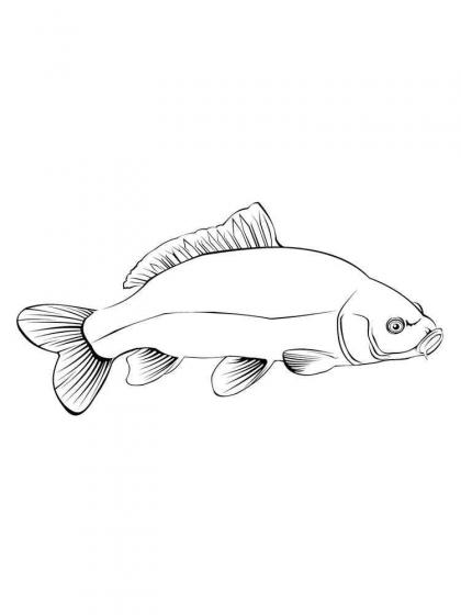 Ausmalbilder Karpfen - Malvorlagen Kostenlos zum Ausdrucken