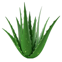 Aloe Ausmalbilder