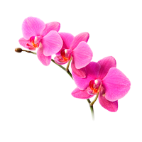 Orchidee Ausmalbilder