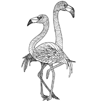 Ausmalbilder Flamingo für Erwachsene