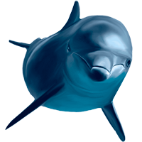 Delfine Ausmalbilder