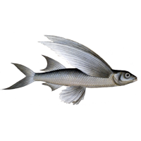 Fliegende Fische Ausmalbilder