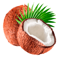 Kokosnuss Ausmalbilder