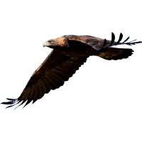 Adler Ausmalbilder