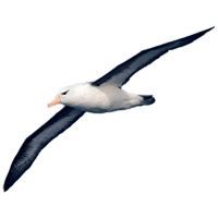 Albatros Ausmalbilder