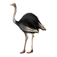Emu Ausmalbilder