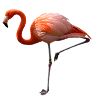 Flamingo Ausmalbilder