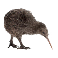 Kiwi Ausmalbilder