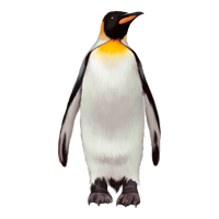 Pinguin Ausmalbilder