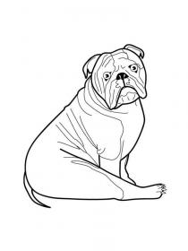 Ausmalbilder Bulldogge - Kostenloses Drucken