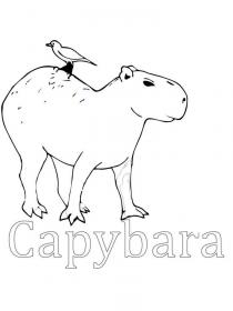 Ausmalbilder Capybara - Kostenloses Drucken