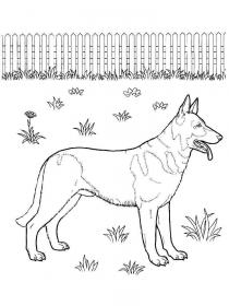 Ausmalbilder Deutscher Schäferhund - Kostenloses Drucken