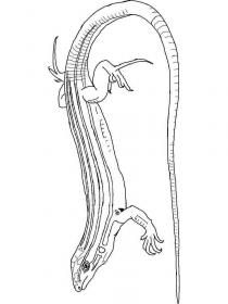 Ausmalbilder Eidechse - Kostenloses Drucken