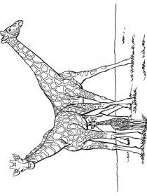 Ausmalbilder Giraffe - Kostenloses Drucken