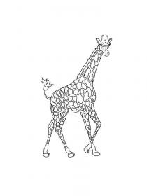 Ausmalbilder Giraffe - Kostenloses Drucken