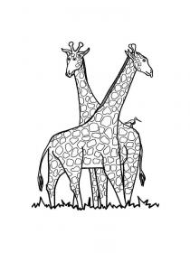 Ausmalbilder Giraffe - Kostenloses Drucken