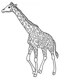 Ausmalbilder Giraffe - Kostenloses Drucken