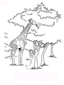 Ausmalbilder Giraffe - Kostenloses Drucken