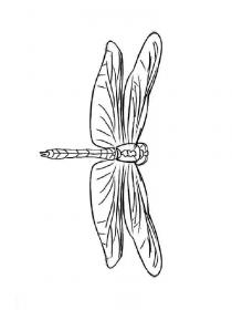 Ausmalbilder Insekten - Kostenloses Drucken