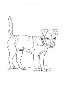 Ausmalbilder Jack Russell Terrier - Kostenloses Drucken