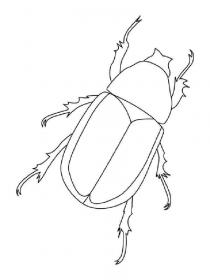 Ausmalbilder Käfer - Kostenloses Drucken