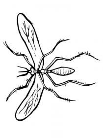Ausmalbilder Mücke - Kostenloses Drucken