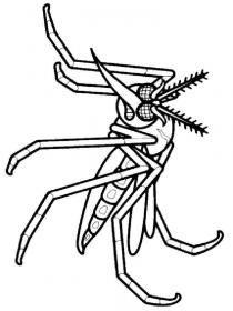 Ausmalbilder Mücke - Kostenloses Drucken