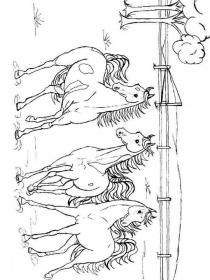 Ausmalbilder Pferde - Kostenloses Drucken