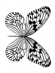 Ausmalbilder Schmetterling - Kostenloses Drucken