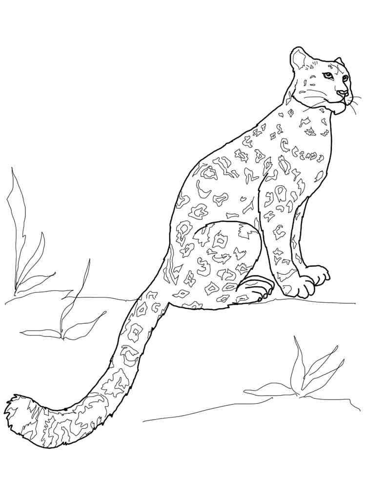 Ausmalbilder Schneeleopard: Bring the Majestic Snow Leopard to Life!