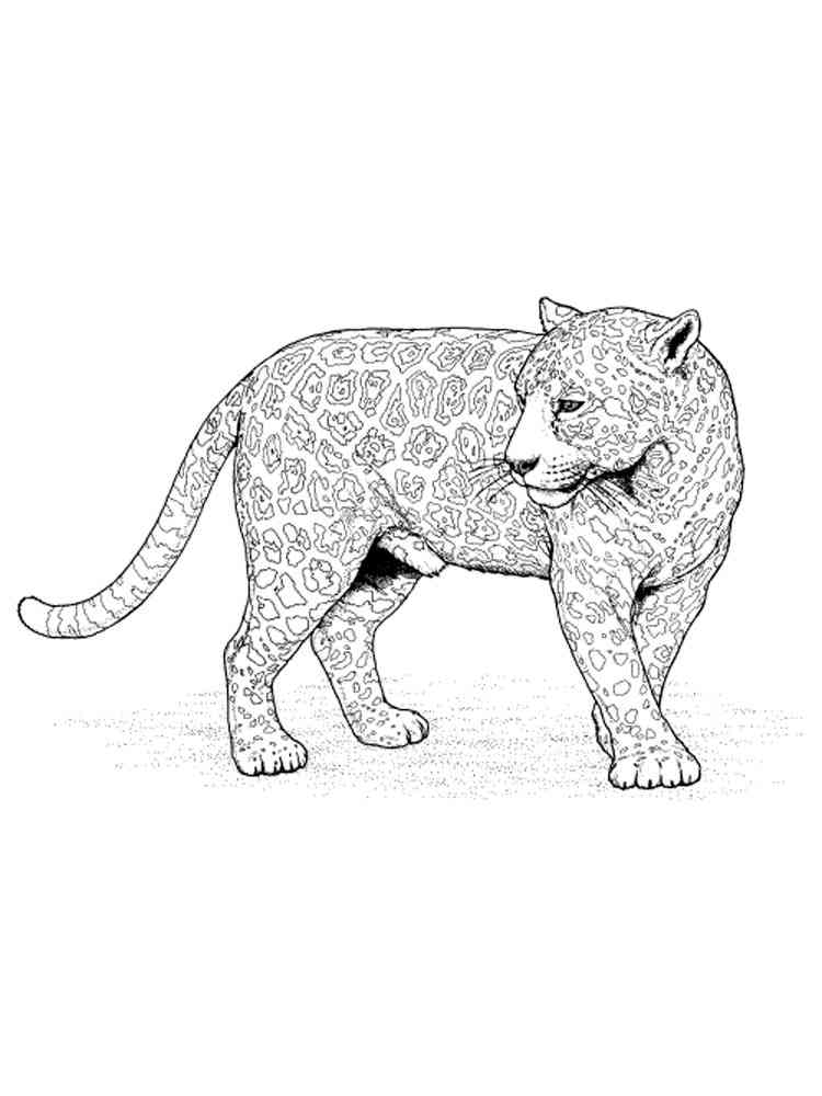 Ausmalbilder Schneeleopard: Bring the Majestic Snow Leopard to Life!