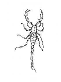 Ausmalbilder Skorpion - Kostenloses Drucken