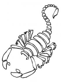 Ausmalbilder Skorpion - Kostenloses Drucken