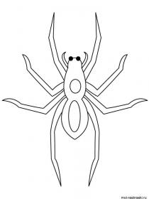 Ausmalbilder Spinne - Kostenloses Drucken