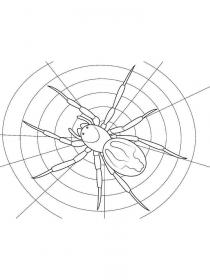 Ausmalbilder Spinne - Kostenloses Drucken