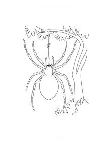 Ausmalbilder Spinne - Kostenloses Drucken