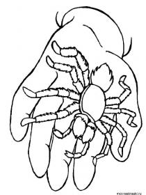 Ausmalbilder Spinne - Kostenloses Drucken