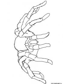 Ausmalbilder Spinne - Kostenloses Drucken