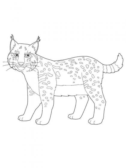 Ausmalbilder Wildkatzen - Kostenlose Malvorlagen