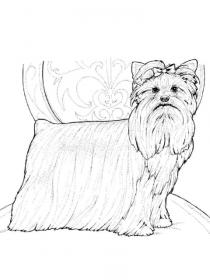 Ausmalbilder Yorkshire Terrier - Kostenloses Drucken