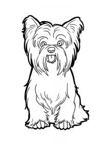 Ausmalbilder Yorkshire Terrier - Kostenloses Drucken