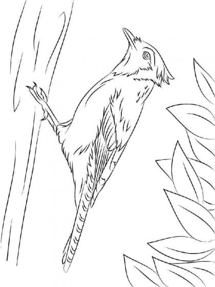 Ausmalbilder Eichelhäher - Malvorlagen Kostenlos zum Ausdrucken