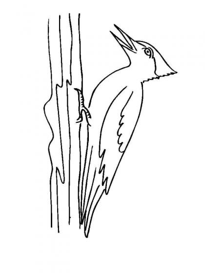 Ausmalbilder Specht - Malvorlagen Kostenlos zum Ausdrucken