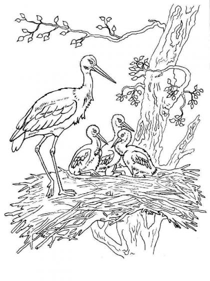 Ausmalbilder Storch - Malvorlagen Kostenlos zum Ausdrucken